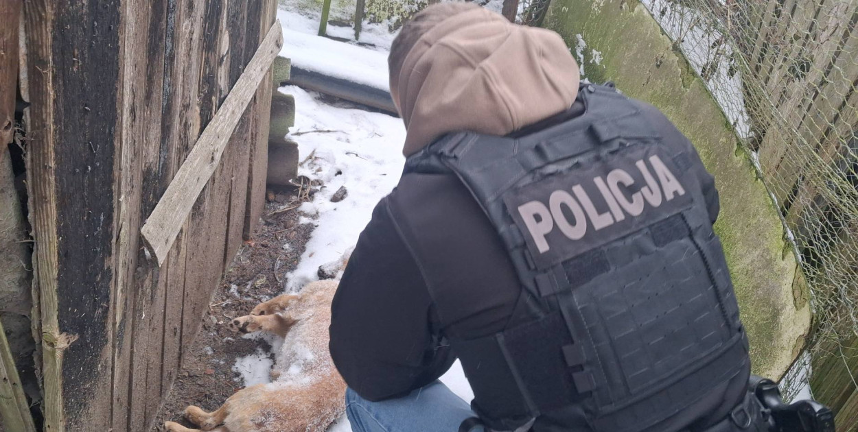 Pies zamarzł na łańcuchu. Wstrząsająca interwencja