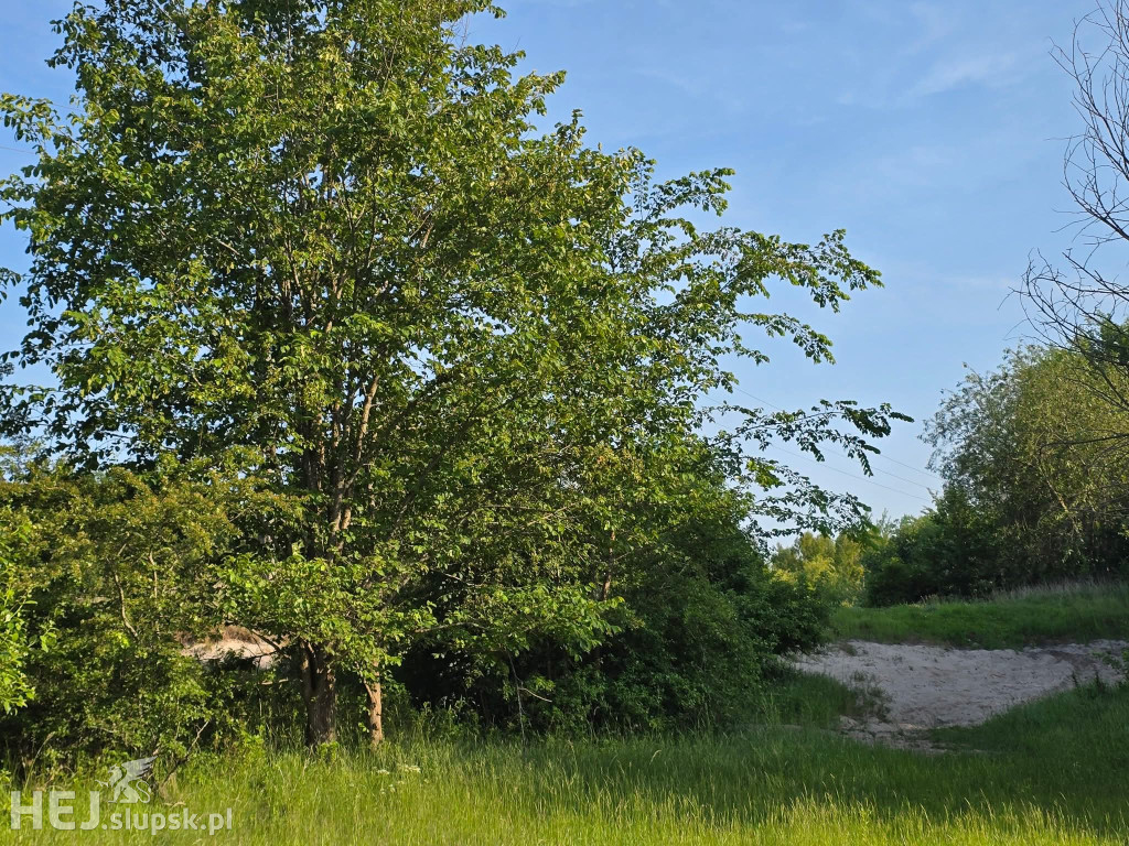 INNOWACYJNY rodzinny park w Ustce? Mieszkańcy mają POMYSŁ