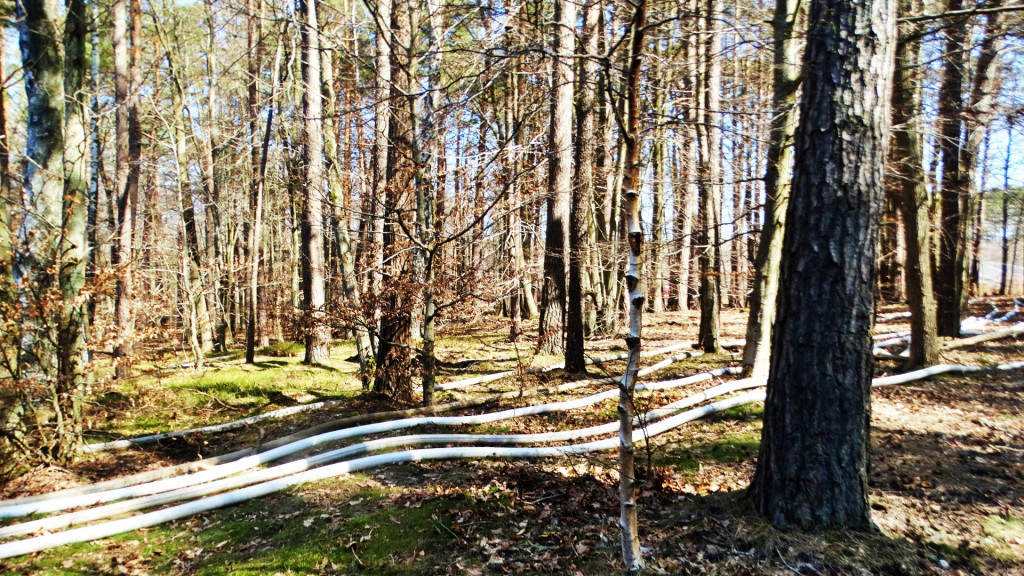 Strażacy ćwiczyli walkę z pożarem lasu [FOTO]