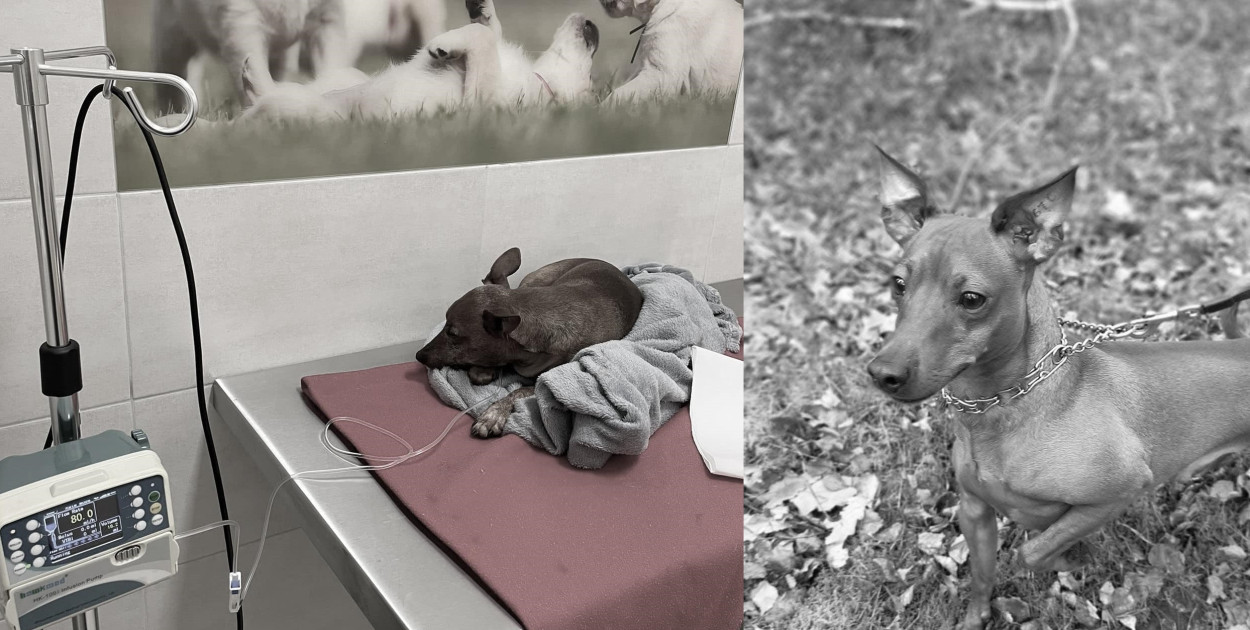 Hotel dla zwierząt w Jezierzycach odpowiada: To był WYPADEK!