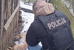 Pies zamarzł na łańcuchu. Wstrząsająca interwencja służb! [ZDJĘCIA]