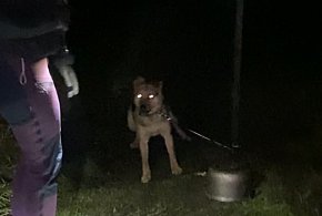 Znęcał się nad Trampusiem i zagłodził króliki. TRAFI DO WIĘZIENIA!