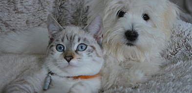 Nowe przepisy dla właścicieli zwierząt. Jedna rzecz zdecyduje o karze