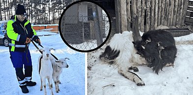 KOSZMAR zwierząt w Przyjezierzu: Gdy „opieka” oznacza śmierć z głodu i zimna