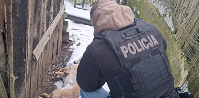 Pies zamarzł na łańcuchu. Wstrząsająca interwencja służb! [ZDJĘCIA]