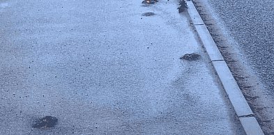 ALARM RADNEGO ws. ścieżki Siemianice-Jezierzyce. Asfalt już pęka!