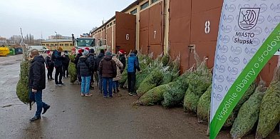 Po raz siódmy Słupsk wymieni odpady na świąteczne drzewka [ZAPOWIEDŹ]-10533