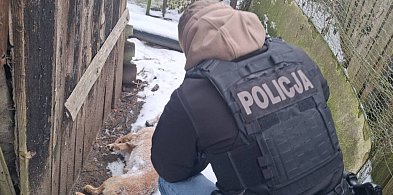 Pies zamarzł na łańcuchu. Wstrząsająca interwencja służb! [ZDJĘCIA]