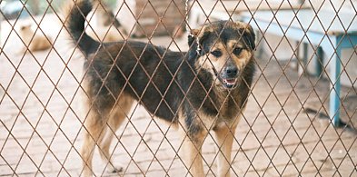 Prokuratura bada sytuację w słupskim schronisku. Wszczęto śledztwo