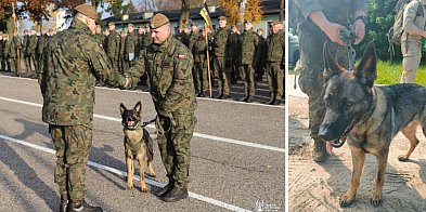 Riko awansował! Pies z Pomorskiej Brygady OT-10083