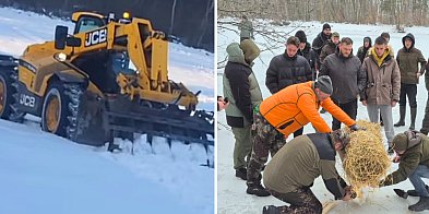 Myśliwi POMAGAJĄ zwierzynie w okresie zimowym