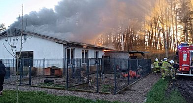 OBŁĘŻE. Wielki pożar schroniska dla zwierząt Bubinkowo-10143