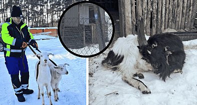 KOSZMAR zwierząt w Przyjezierzu: Gdy „opieka” oznacza śmierć z głodu i zimna