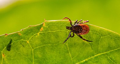 Kleszcze tego nie znoszą - jak przetrwać nadchodzące lato?