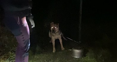 Znęcał się nad Trampusiem i zagłodził króliki. TRAFI DO WIĘZIENIA!