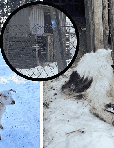 KOSZMAR zwierząt w Przyjezierzu: Gdy „opieka” oznacza śmierć z głodu i zimna