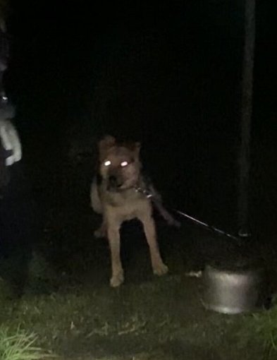 Znęcał się nad Trampusiem i zagłodził króliki. TRAFI DO WIĘZIENIA!