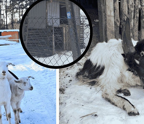KOSZMAR zwierząt w Przyjezierzu: Gdy „opieka” oznacza śmierć z głodu i zimna