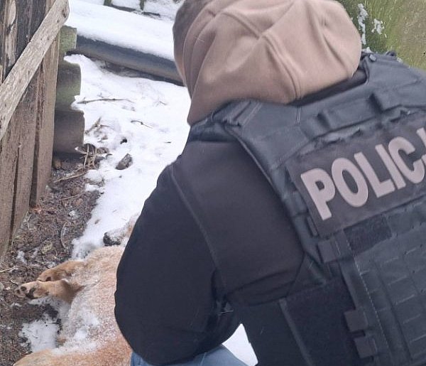 Pies zamarzł na łańcuchu. Wstrząsająca interwencja służb! [ZDJĘCIA]