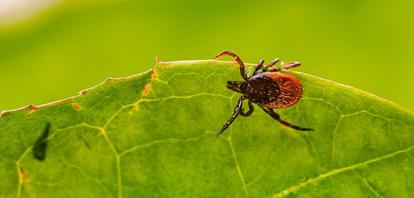 Kleszcze tego nie znoszą - jak przetrwać nadchodzące lato?