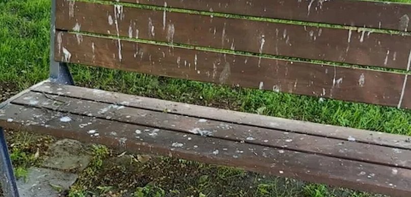 ALARM MIESZKAŃCÓW! Ławki w parku przy Sienkiewicza całe w ptasich odchodach