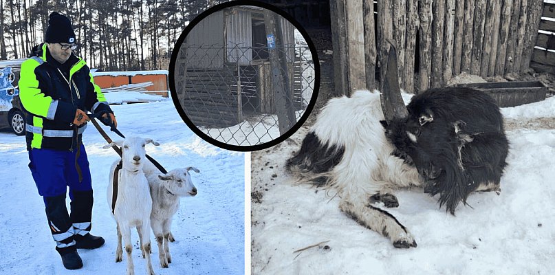 KOSZMAR zwierząt w Przyjezierzu: Gdy „opieka” oznacza śmierć z głodu i zimna
