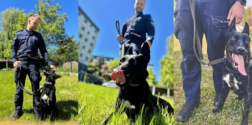 Nowa funkcjonariuszka w słupskiej policji. Ma cztery łapy i świetny nos!