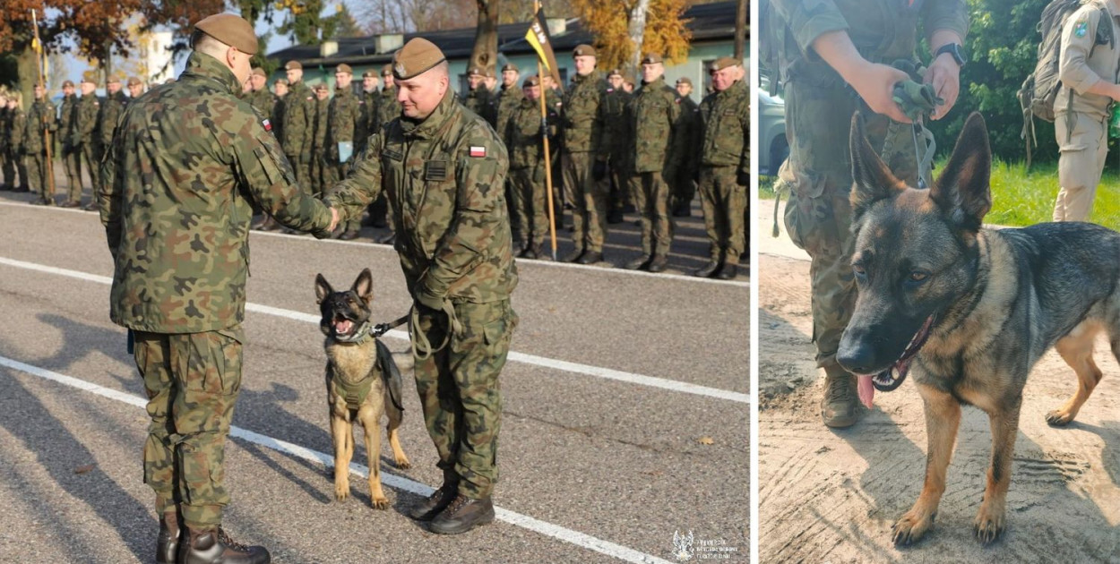 Riko z 7 Pomorskiej Brygady Obrony Terytorialnej otrzymał awans na „starszego psa”. Na zdjęciu z przewodnikiem i rzecznikiem Brygady Piotrem Langenfeldem po uroczystości w 49 Bazie Lotnictwa Taktycznego w Pruszczu Gdańskim
