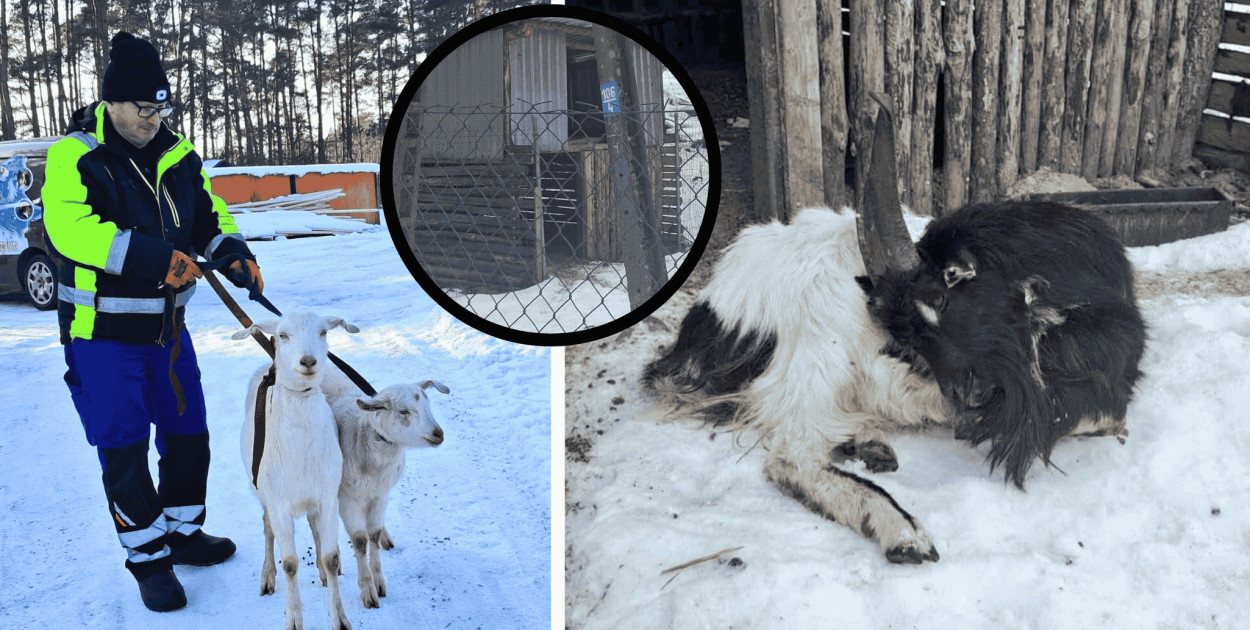 KOSZMAR zwierząt w Przyjezierzu: Gdy „opieka” oznacza śmierć z głodu i zimna