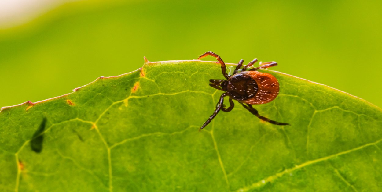 Kleszcze tego nie znoszą - jak przetrwać nadchodzące lato?
